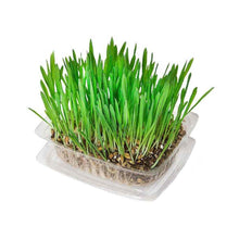 Load image into Gallery viewer, Super grass