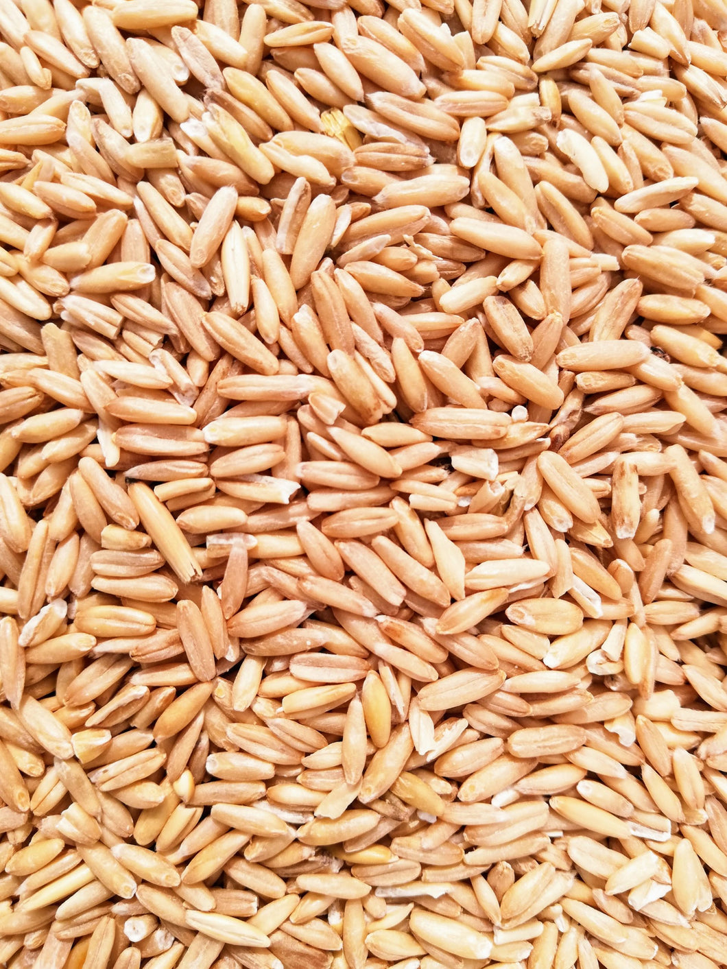 Oat Groats seed (select size for price)