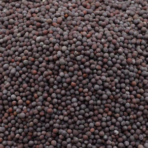 Canola seed (select size for price)