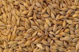 Barley seed (select size for price)