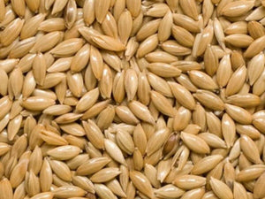 Canary Plain seed (select size for price)