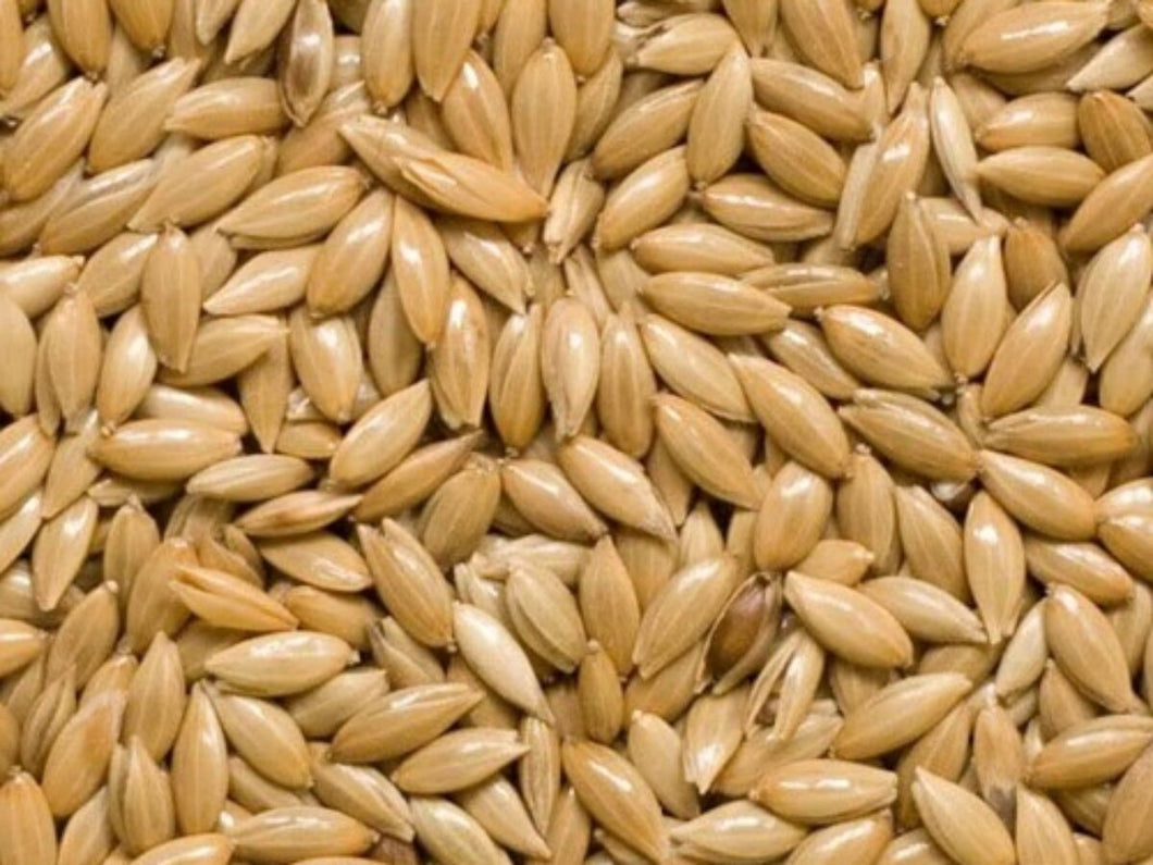 Canary Plain seed (select size for price)