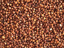 Red sorghum seed (select size for price)