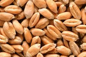 Wheat seed (select size for price)