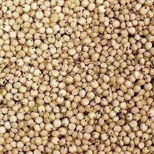 White sorghum seed (select size for price)