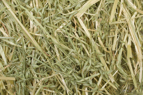 Oat Hay