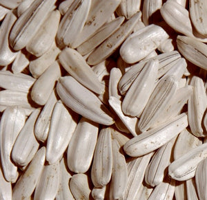 White Sun Flower Seeds